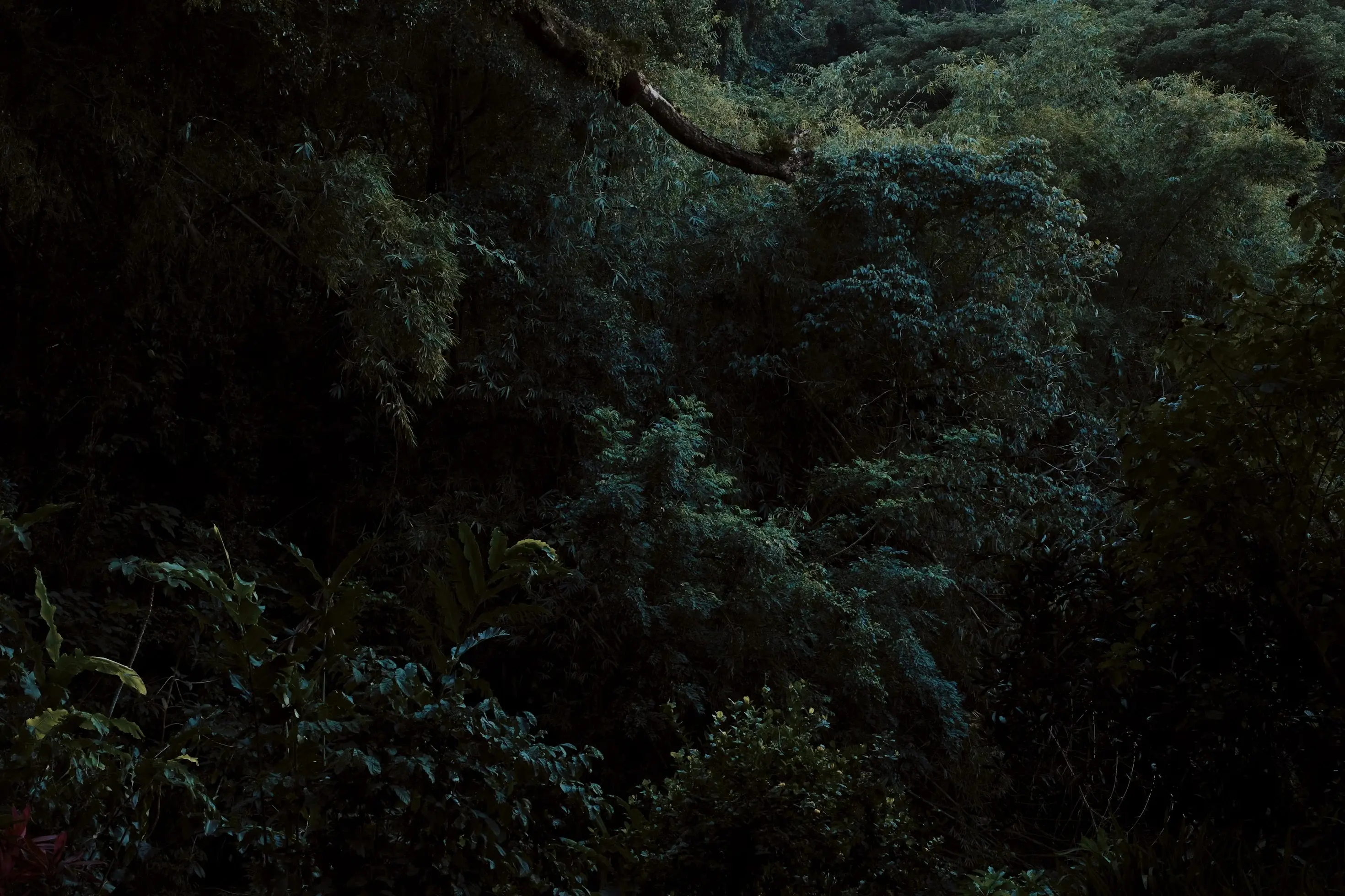 Paysage antillais, forêt tropicale